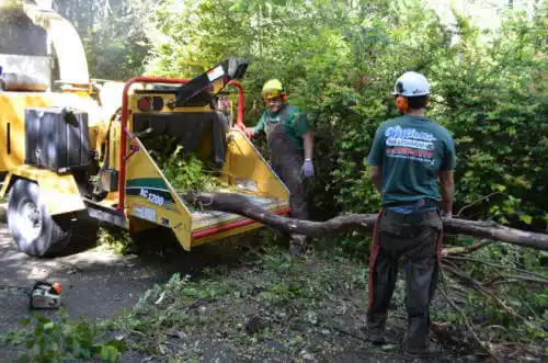 tree services Battlement Mesa